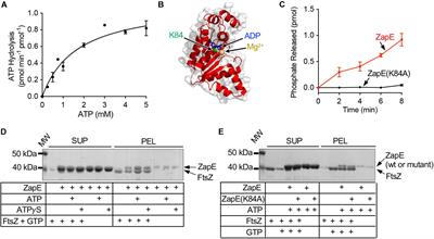 The Stress-Active Cell Division Protein ZapE Alters FtsZ Filament Architecture to Facilitate Division in Escherichia coli